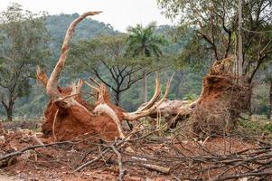 riesiger umgestürzter Baum mit Trümmern nach einem Hurrikan- oder Tornadoangriff. Die starken Winde eines Hurrikans können Wasser nach oben und an Land drücken, was zu großen Überschwemmungen und Schäden an Häusern, Autos usw. foto