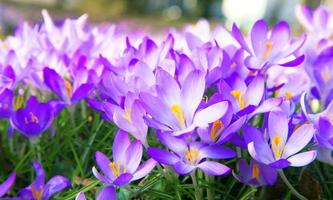 Blühende violette Krokusblumen in einem weichen Fokus an einem sonnigen Frühlingstag foto