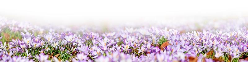 Blühende violette Krokusblumen in einem weichen Fokus an einem sonnigen Frühlingstag foto