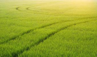 Morgens weiches Sonnenlicht auf der Oberfläche der Kurvenbahn des Sprühtraktors nach dem Sprühen von Dünger auf grünem Reisfeld, Landwirtschaft und natürlichem Hintergrund