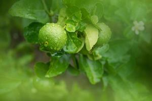 Nahaufnahme frische grüne Limetten, die an einem Baum hängen, der nach Regen auf dem Bauernhof nass wird. foto