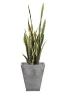 Sansevieria trifasciata oder Schlangenpflanze im grauen Topf foto