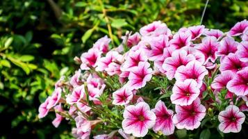 Surfinia-Blüten, Surfinia ist eigentlich eine Art hängende Petunie. foto