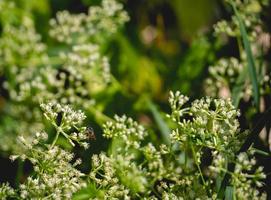 Blume und Natur foto