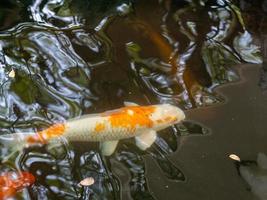 Fisch im Wasser foto