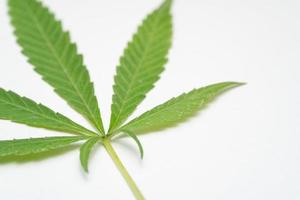 Marihuanablatt auf weißem Hintergrund. selektiver Fokus. Cannabis - isoliert auf weißem Hintergrund. Anbau von medizinischem Marihuana foto