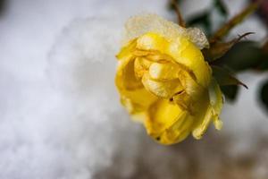 Blühender gelber Rosenstrauch im Garten foto