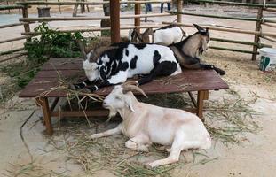 Ziegen auf einem Bauernhof foto