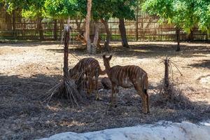 Bongo im Park foto