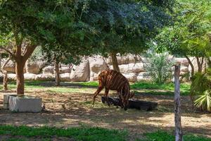 Bongo im Park foto