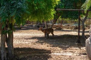 Bongo im Park foto