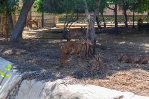 Bongo im Park foto