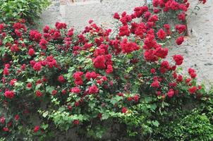 Rosenpflanze rosa rote Blume auf alter Mauer foto