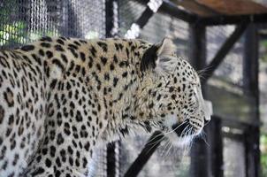 Leopard oder Panthera Pardus aus der Familie der Felidae foto