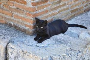 schwarze getigerte katze foto