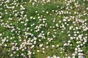 weiße Gänseblümchenblume foto