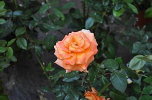 orange Rosenblüte
