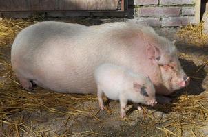 Schweinereich Animalia, Stamm Chordata, Klasse Mammalia Theria eut foto