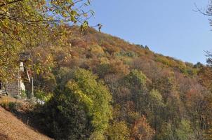 Herbstbaum verlässt Hintergrund foto