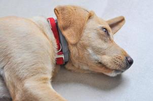 Inländischer Labrador-Hund, auch bekannt als Canis Lupus Familiaris, ist ein Tier der Klasse foto