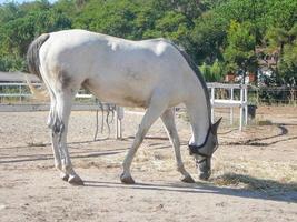 pferd equus ferus caballus unterart von equus ferus säugetier