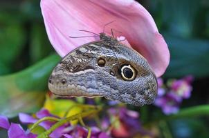 Schmetterling Insekt Tier foto