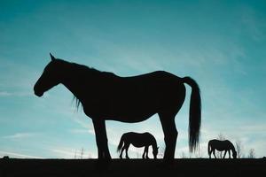 Pferdesilhouette auf der Wiese mit blauem Himmel, Tiere in freier Wildbahn