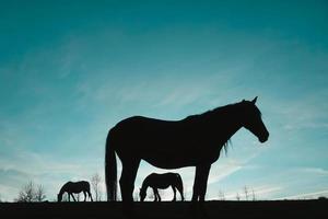 Pferdesilhouette auf der Wiese mit blauem Himmel, Tiere in freier Wildbahn foto