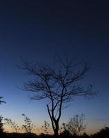 Silhouette eines trockenen Baums bei Sonnenuntergang. foto