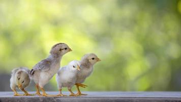 4 gelbe Babyküken auf Holzboden hinter natürlichem unscharfem Hintergrund foto