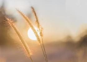 Landschaft fantastisch Sonnenuntergang auf dem Weizenfeld Sonnenstrahlen Blendung foto