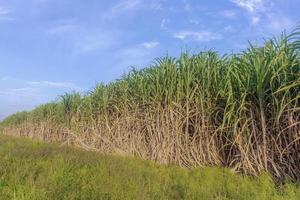Zuckerrohrplantage, klarer Himmel, Asien, Thailand. foto