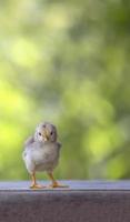 Kleines Huhn sitzt auf dem Boden, neugeborenes gelbes und braunes Federhuhn foto