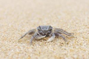 Krabbe auf dem Sand am Meer. foto