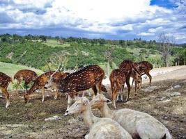 Africam Safari Park in der Nähe von Puebla City in Mexiko foto