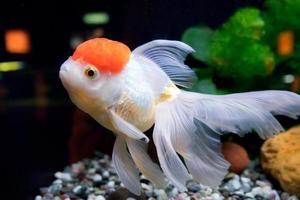 goldfisch im aquarium mit grünen pflanzen, haken und steinen foto