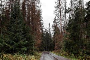 Herbstlandschaft mit nasser Straße in orange-grünem Ton. Naturhintergrund foto