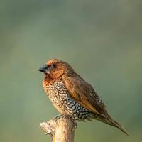 Vogel sitzt auf einem Ast im Wald foto