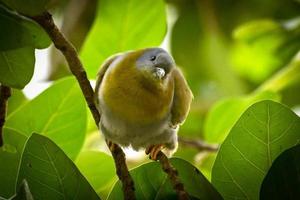 Vogel sitzt auf einem Ast im Wald foto