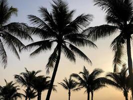 Silhouette von Kokospalmen auf Sonnenuntergang Hintergrund foto