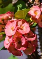 rote kaktusblumen, die morgens im garten in thailand blühen foto