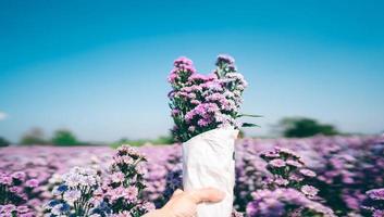 Outdoor-Lifestyle-Mann hält einen Strauß lila und rosa Margaretenblume. foto