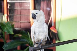 Selektiver Fokus auf weiße Kakadus mit verschwommenem Hintergrund foto