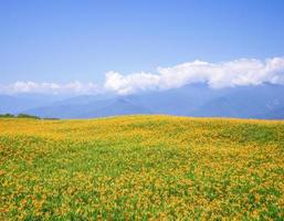 schöne orange taglilienblumenfarm auf dem liushidan-berg sechzig felsiger berg mit blauem himmel und wolken in taiwan hualien fuli, nahaufnahme, kopierraum foto