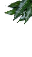 Grüne frische Mangoblätter isoliert auf weißem Hintergrund, schöne Aderstruktur im Detail. Beschneidungspfad, Ausschneiden, Nahaufnahme, Makro. tropisches Konzept. foto