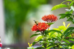 der kleine winzige vogel steht und isst fruchtblatt der roten spitzenblume. foto