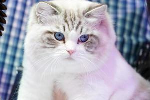 smarte weiße katze mit tiger linienmuster nein ihr gesicht und die blauen augen davon. foto