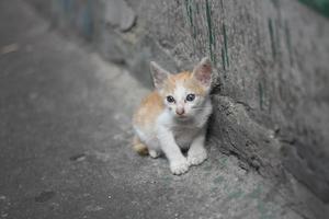 arme alleinweiße orangefarbene Kätzchenkatze ohne Mutter, die neben der schmutzigen Wand in der Nähe des Kanals steht. foto