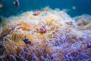 Clown- oder Anemonenfische schwimmen im Meer um Seeanemonen herum. foto