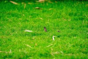 thailand kleiner brauner spatzenvogel im graden und im park. foto